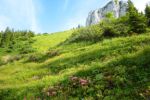 2014-07-05_Laengental-N-Hochweg (761). JPG